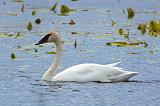 Swan On The Swale_25035BF